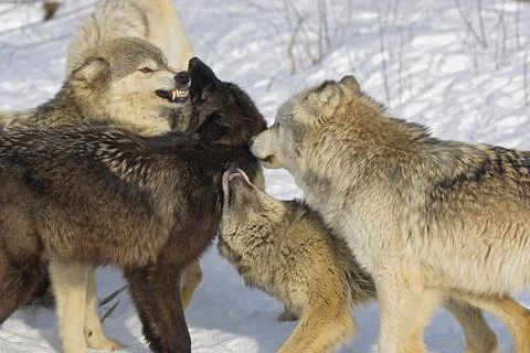 Pack Of Wolves Interacting Stock Photos