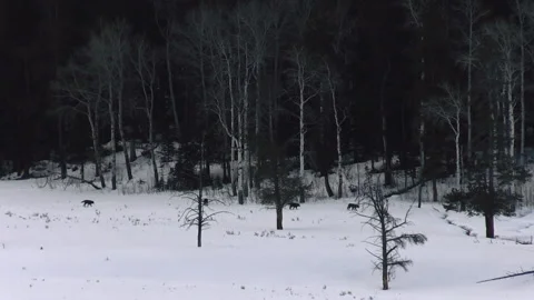 Pack Of Wolves Moving In Snow Covered Forest Landscape Stock Footage 155893744