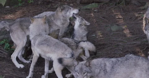 Pack of wolves play fighting slow motion Stock Footage 146149437