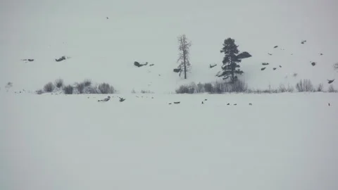 Pack of wolves playing and greeting in Yellowstone winter Stock Footage 268353482