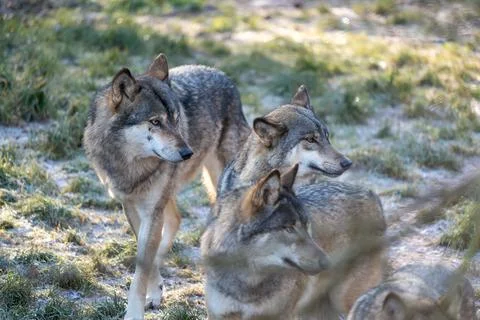 Pack Of Wolves Resting In Grassland Forest Clearing Under Soft Daylight In Stock Photos