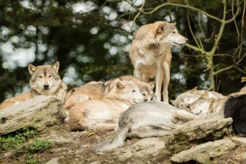 A pack of wolves on a rock Foto stock