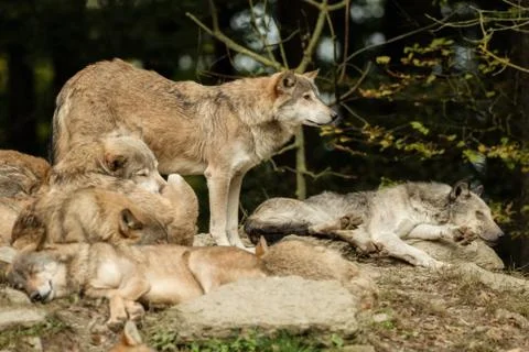 A pack of wolves on a rock Foto stock