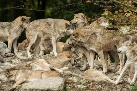 A pack of wolves on a rock Stock Photos