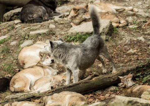 A pack of wolves on a rock Foto stock