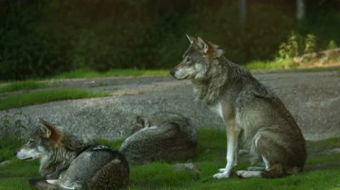 A pack of wolves sleeping Stock Footage 49114217