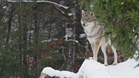 Pack of wolves in a snowy forest Stock Footage 329913101
