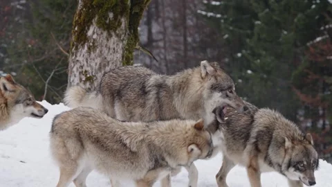Pack of wolves in a snowy forest Stock Footage 329913210