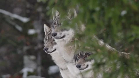Pack of wolves in a snowy forest Stock Footage 329913323