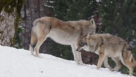 Pack of wolves in a snowy forest Stock Footage 329913327