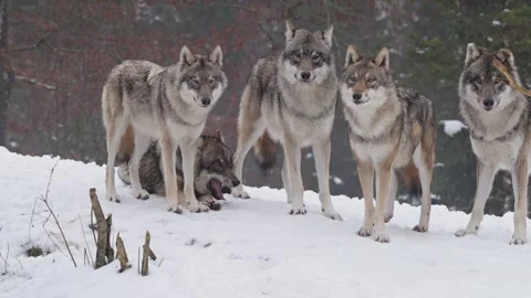 Pack of wolves in a snowy forest Stock Footage 329913464