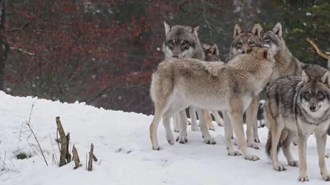 Pack of wolves in a snowy forest Stock Footage 329913495