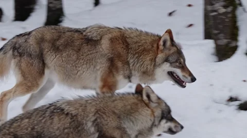 Pack of wolves in a snowy forest Stock Footage 329913501