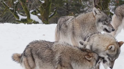 Pack of wolves in a snowy forest Stock Footage 329913506