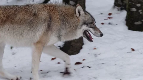 Pack of wolves in a snowy forest Stock Footage 329913527