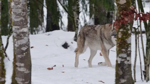 Pack of wolves in a snowy forest Stock Footage 329913573
