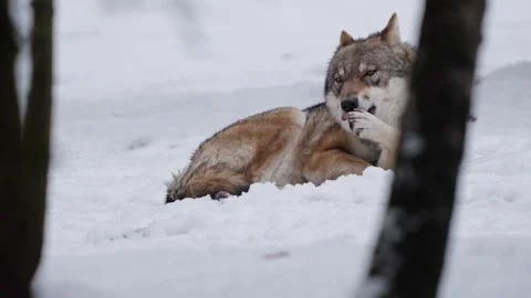 Pack of wolves in a snowy forest Stock Footage 329913600