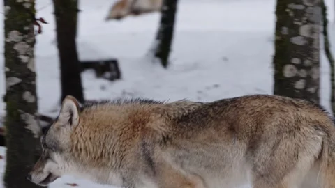 Pack of wolves in a snowy forest Stock Footage 329913601