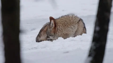 Pack of wolves in a snowy forest Stock Footage 329913611