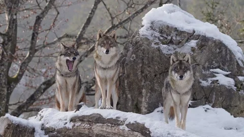 Pack of wolves in a snowy forest Stock Footage 329913612