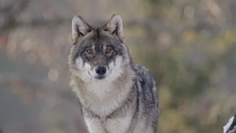 Pack of wolves in a snowy forest Stock Footage 329913714