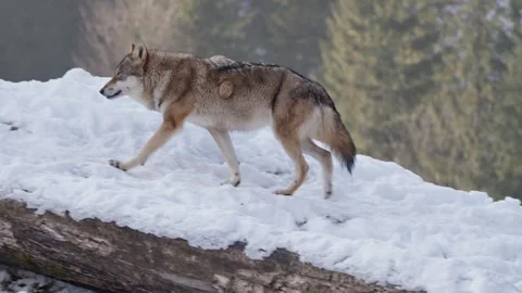 Pack of wolves in a snowy forest Stock Footage 329913715