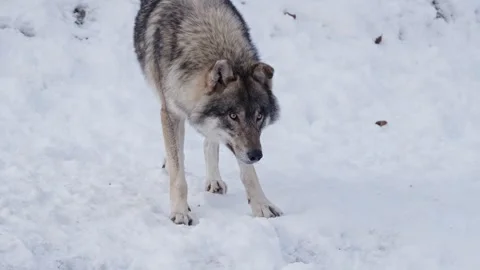 Pack of wolves in a snowy forest Stock Footage 329913730