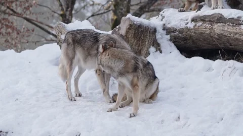 Pack of wolves in a snowy forest Stock Footage 329913744