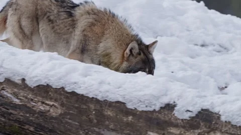 Pack of wolves in a snowy forest Stock Footage 329913748