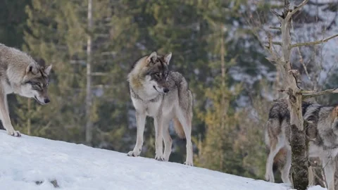 Pack of wolves in a snowy forest Stock Footage 329913752