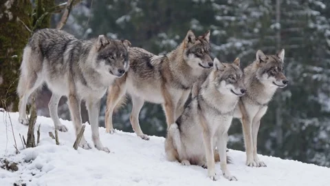 Pack of wolves in a snowy forest Stock Footage 329913753
