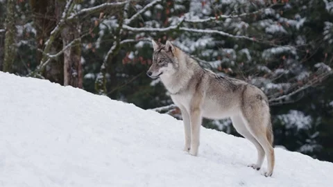 Pack of wolves in a snowy forest Stock Footage 329913761