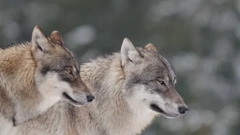 Pack of wolves in a snowy forest Stock Footage 329913769