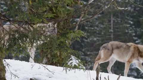 Pack of wolves in a snowy forest Stock Footage 329913776