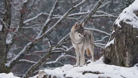 Pack of wolves in a snowy forest Stock Footage 329913827