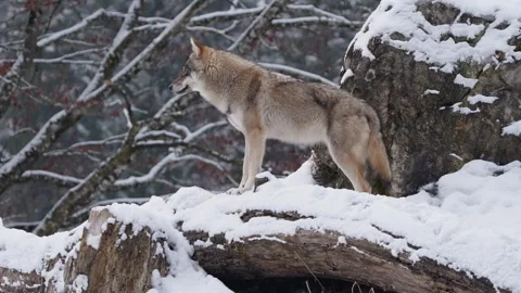 Pack of wolves in a snowy forest Stock Footage 329913868