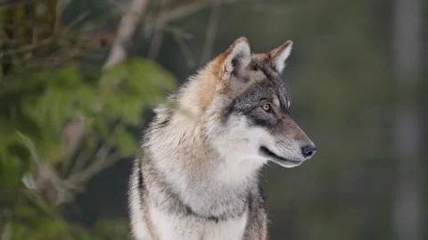 Pack of wolves in a snowy forest Stock Footage 329913923