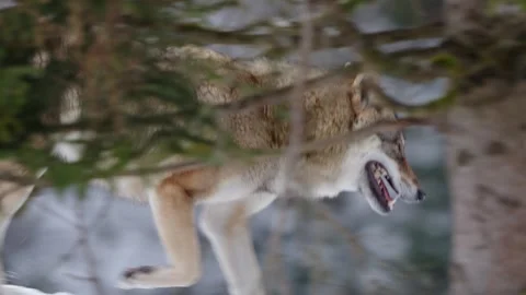 Pack of wolves in a snowy forest Stock Footage 329913928