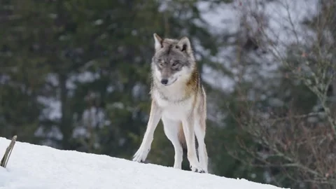 Pack of wolves in a snowy forest Stock Footage 329913934