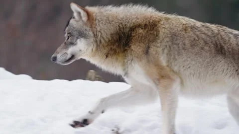 Pack of wolves in a snowy forest Stock Footage 329913936