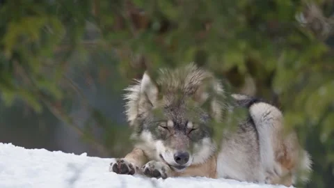 Pack of wolves in a snowy forest Stock Footage 329913940