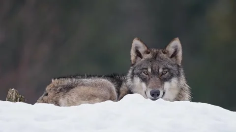 Pack of wolves in a snowy forest Stock Footage 329913965