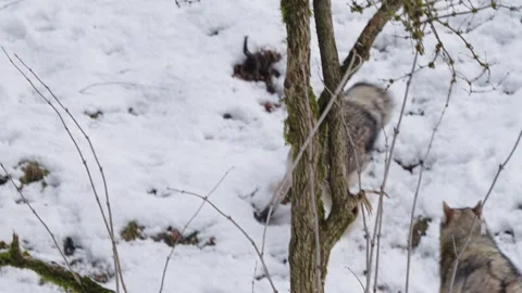 Pack of wolves in a snowy forest Stock Footage 329914004