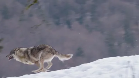Pack of wolves in a snowy forest Stock Footage 329914009