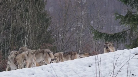 Pack of wolves in a snowy forest Stock Footage 329914083