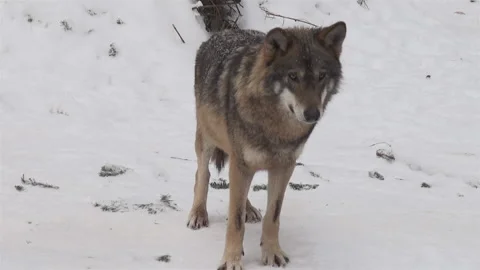 Pack of wolves in the winter time, in the snowy forest, Stock Footage 143131281