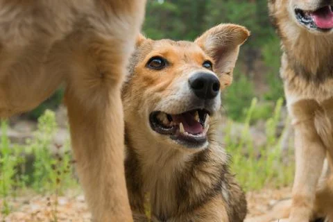 Pack of young dogs are together outdoors. Stock Photos