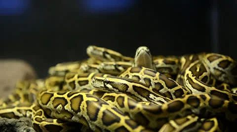 A pack of young snakes Stock Footage 25361655