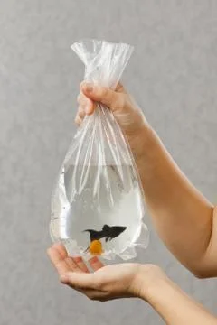 Package with  aquarium fish in hands Stock Photos