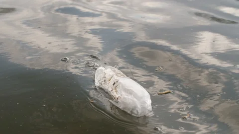 Package floating in the river Video stock 128759653